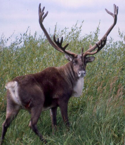 caribou.jpg